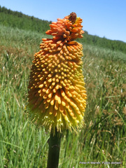 Kniphofia tysonii