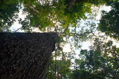 Bertholletia excelsa