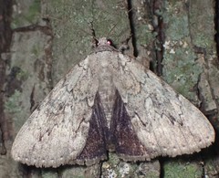 Catocala judith