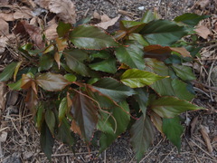 Acalypha wilkesiana
