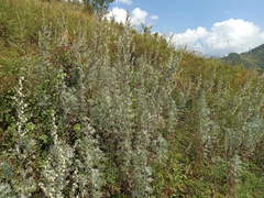 Artemisia sericea