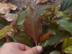 Acalypha wilkesiana