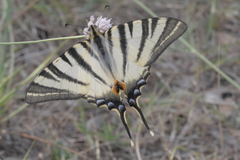 Iphiclides