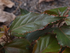 Acalypha wilkesiana