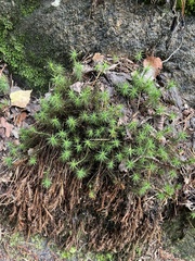 Polytrichum
