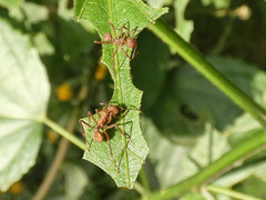 Acromyrmex coronatus