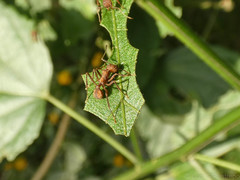 Acromyrmex coronatus