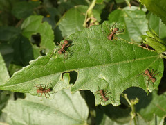 Acromyrmex coronatus
