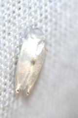 Pseudopostega quadristrigella