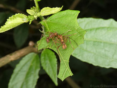 Acromyrmex coronatus