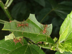 Acromyrmex coronatus