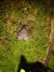 Eucereon phaeoprocta