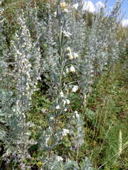 Artemisia sericea
