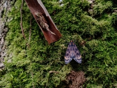 Eucereon phaeoprocta