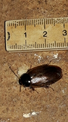Pycnoscelus surinamensis