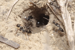 Cataglyphis piliscapa