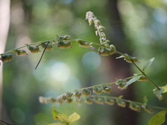 Pogostemon paniculatus
