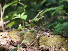 Pogostemon paniculatus