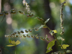Pogostemon paniculatus