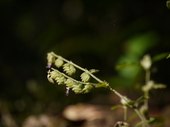 Pogostemon paniculatus