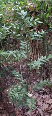 Ruscus aculeatus