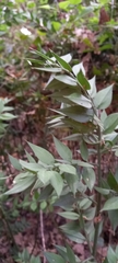 Ruscus aculeatus