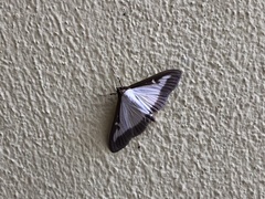 Cydalima perspectalis