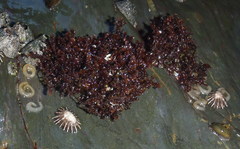 Gelidium pristoides