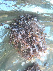 Gelidium pristoides