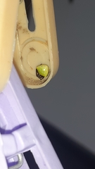 Araneus viridiventris