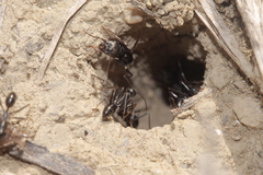 Cataglyphis piliscapa