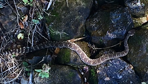 iNaturalist observation photo of Southern Pacific Rattlesnake