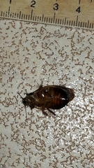 Pycnoscelus surinamensis