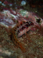 Alloclinus holderi