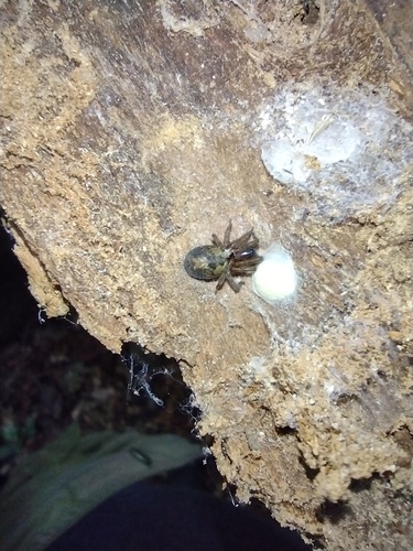 cedivkovité (Amaurobiidae)