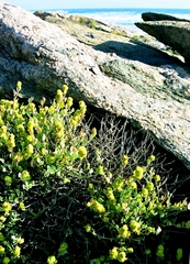 Manochlamys albicans