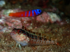Alloclinus holderi