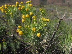 Euryops tenuissimus