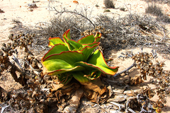 Mesembryanthemum barklyi