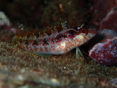 Alloclinus holderi