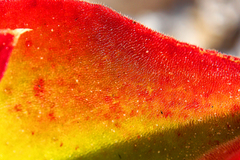 Mesembryanthemum barklyi