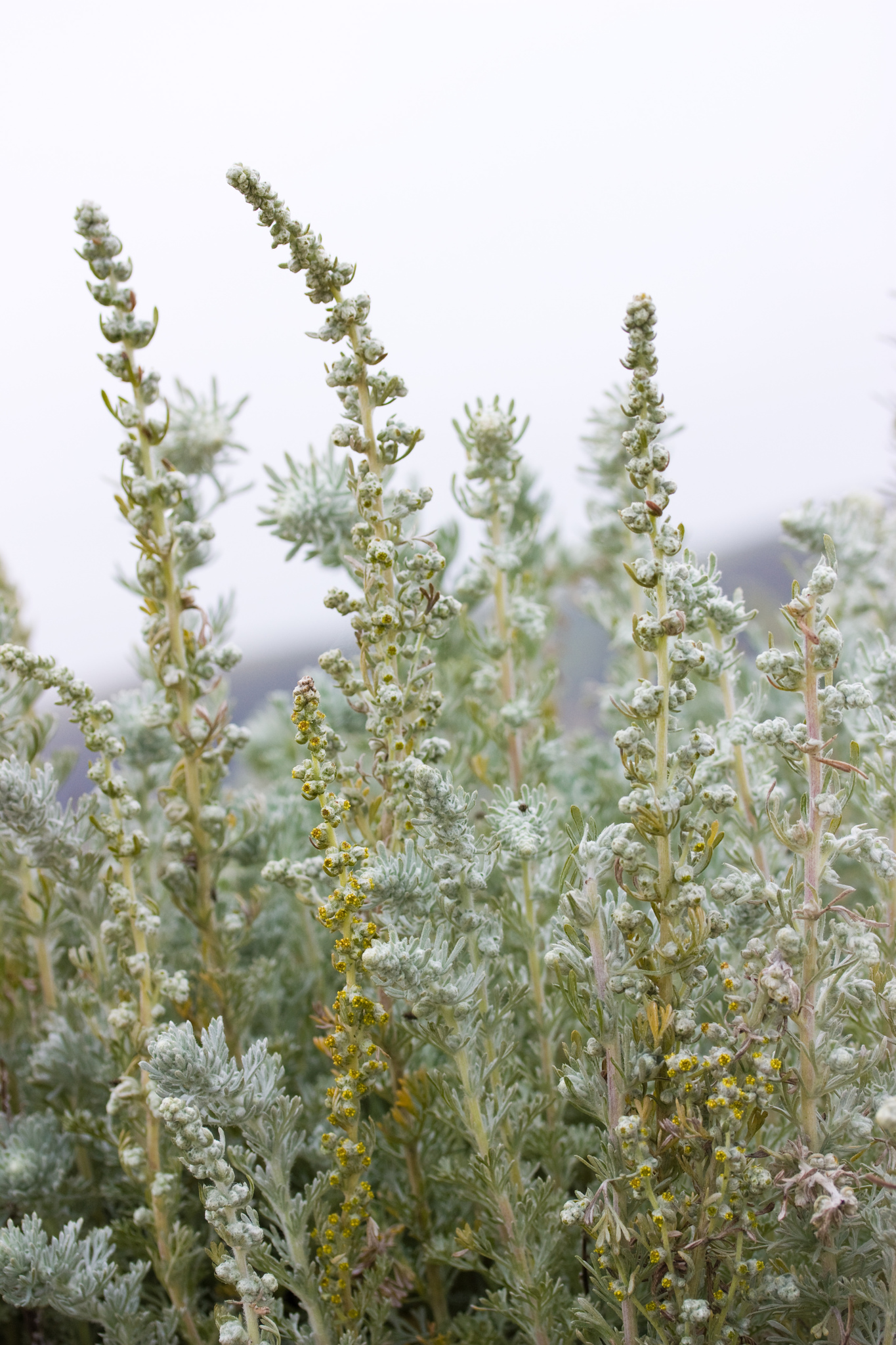 Artemisia pycnocephala