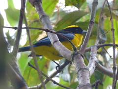 Anisognathus somptuosus