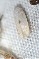 Pseudopostega quadristrigella