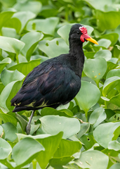 Jacana jacana hypomelaena