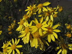 Euryops tenuissimus