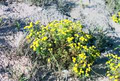 Oncosiphon grandiflorus