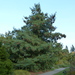 Blue Pine - Photo (c) Wendy Cutler, some rights reserved (CC BY)