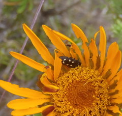 Acmaeodera