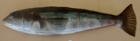 Pacific Sandperch